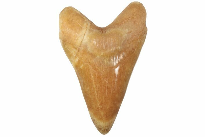 Realistic, Carved Orange Calcite Megalodon Tooth - Replica #202089